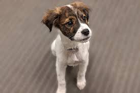 You may wonder whether or not obedience training in chicago is worth it, but our team at chicago canine academy takes pride in helping to transform your dog for the better! Dog Training Classes Paws Chicago