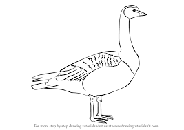 This line will mark the length of the mouth. Learn How To Draw A Barnacle Goose Birds Step By Step Drawing Tutorials