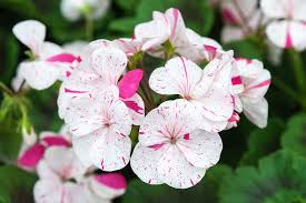 Geranium is also the botanical name and common name of a separate genus of related plants, also known as cranesbills. Geranium Pelargonium Wolverton Geraniums Pelargonium Flowers