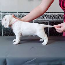 The clumber spaniel was first recognized by the akc in 1884 and was one of the first 9 breeds recognized by the club. Clumber Spaniel For Sale In The City Of Rostov On Don Russian Federation Price Negotiated Announcement 4648