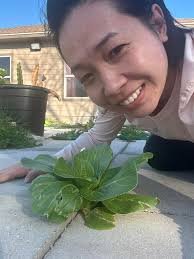 Does this look like bok choy?