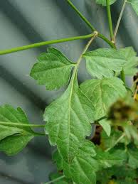Image result for Bidens biternata