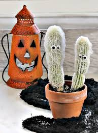 A cactus (plural cacti, cactuses, or less commonly, cactus) is a member of the plant family cactaceae, a family comprising about 127 genera with some 1750 known species of the order. Old Man Cactus Growing Tips For Cephaocereus Senilis