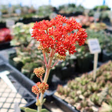 Image result for Crassula perfoliata