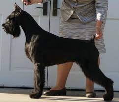 Giant Schnauzer Breeder Premier Quality Giant Schnauzers Schnauzer Breed Giant Schnauzer Schnauzer Puppy