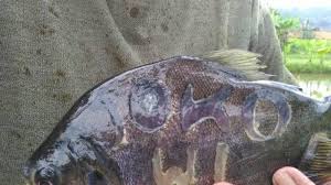 Ikan bawal putih di semarang. Unik Kulit Ikan Bawal Bertuliskan Capres Cawapres Di Banyumas Caranya Simpel Mirip Bikin Tato Halaman 2 Tribun Jateng