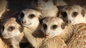 Domestic animals use their tails to communicate and. Meerkat San Diego Zoo Animals Plants