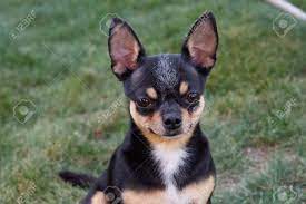 Corky (aka porky) male chihuahua. A Black And Tan Purebred Chihuahua Dog Puppy Standing In Grass Stock Photo Picture And Royalty Free Image Image 131189727