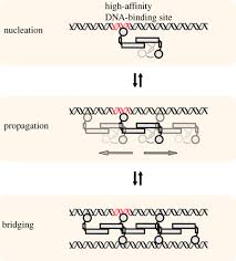 A mutation, which may arise during replication and/or recombination, is a permanent change in the nucleotide sequence of dna. The Architects Of Bacterial Dna Bridges A Structurally And Functionally Conserved Family Of Proteins Open Biology