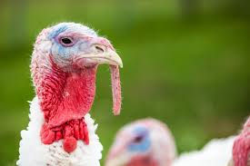 Check spelling or type a new query. 34 Thanksgiving Jokes For The Whole Family To Enjoy This Holiday