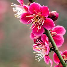 Shop trees, shrubs, bulbs & more. Gardening Tips Plant A Japanese Apricot Gardens The Guardian