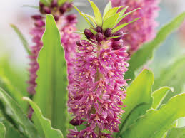 Image result for Eucomis zambesiaca
