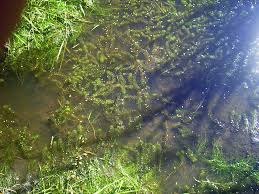 Image result for Aldrovanda