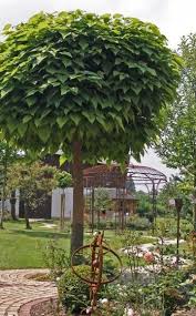 Trompetenbaum Der Perfekte Grune Sonnenschirm Haus Baume Vorgarten Trompetenbaum