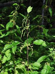 Image result for Urticaceae