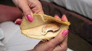 Propagating a mango tree from seed is a bad idea because it may take up to 8 years to produce fruit, and even alampur baneshan. How To Plant A Mango Seed Howstuffworks