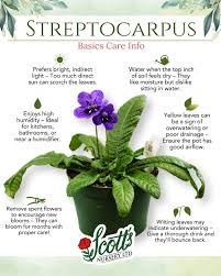 Image result for Streptocarpus