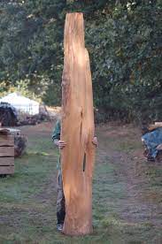 plank van dawn redwood rond van voren vlak van achter mooie vormen