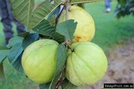 It is a tough plant that can also be grown in containers. Buy Guava Thai White Tree Psidium Guajava