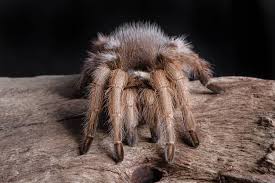 Image result for Tarantula Bite