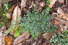 Image result for Asplenium uschiae