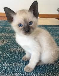 The point colouration in the cats started from. About