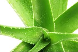 Aloe vera has such impeccable the utilization and application of aloe vera for hair can get conducted variedly. Aloe Vera Juice For Hair And It S Huge Benefits For You