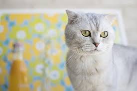 As you've probably guessed the answer is no. Can Cats Be Autistic Fluffy Kitty