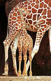 Waiting For Nothing By Picture Taker 2 On Flickr Giraffe Nature Photo Vearl Brown Majestic Animals Giraffe Giraffe Photos