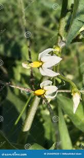 Image result for Solanum chenopodioides
