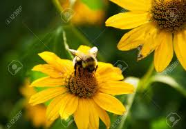 Bee on a yellow flower free photo. Bumble Bees On Amazing Yellow Flowers In The Garden In Summer Stock Photo Picture And Royalty Free Image Image 35218809
