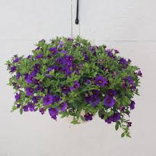 Image result for calibrachoa million bells
