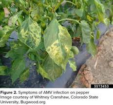Image result for Alfalfa mosaic virus