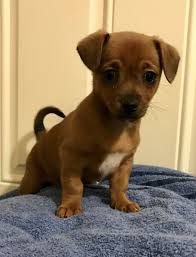 If you are searching for the perfect. Dachshund Puppies Seattle