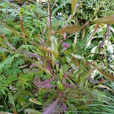 Also, the papery seedpods will litter swimming pools. Dodonaea Viscosa Purpurea Purple Hopseed Bush In Gardentags Plant Encyclopedia