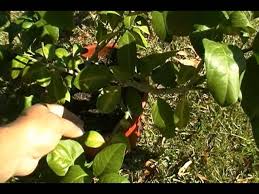Maybe you would like to learn more about one of these? Meyer Lemon Tree Leaves Are Curling Help Me Youtube