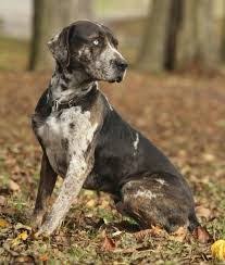 Black And Tan Catahoula Leopard Dog Image Result For Catahoula Leopard Dog Black And Tan Catahoula Leopard Dog Leopard Dog Dogs