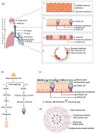 My librarian is a camel. Biology Free Full Text Mucociliary Respiratory Epithelium Integrity In Molecular Defense And Susceptibility To Pulmonary Viral Infections Html