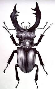 Thread And Thrift September 2013 Art D Insecte Dessins Botaniques Coleoptere