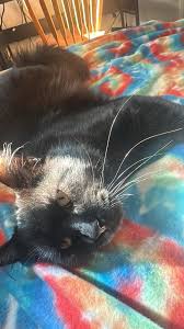 Holiday portrait sessions. 320 W. Miner st. Yreka ... Let's Book 702 265  6453 * Dmpfocusme@gmail.com * Instagram @dmp.imagefactory