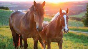 Influenza vaccination is compulsory for most equestrian competitions and horse racing. Want To Know The Latest In Vaccines For Animal Diseases