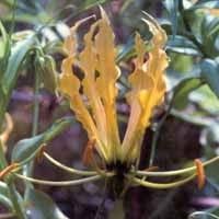 Image result for Gloriosa sessiliflora