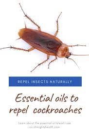 Essential Oil Blend To Repel Cockroaches Essential Oil Blends Essential Oil Bug Spray Essential Oil Spray Recipes