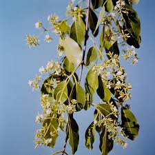 Image result for Diplorhynchus