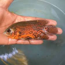 Beli aquarium ikan predator online berkualitas dengan harga murah terbaru 2021 di tokopedia! Ikan Hias Predator Oscar Batik Ukuran L Aquarium Aquascape Garansi Hidup Shopee Indonesia