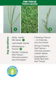 Syngenta Grass Id Guide Greencast