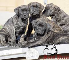 Black presa canario puppies for sale. Presa Canario Puppies For Sale In California Socalpresa Presa Canario Breeder