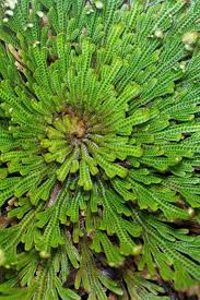 Image result for Selaginella mittenii