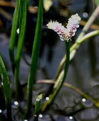 Image result for Aponogetonaceae