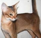 Abyssinian Kittens for Sale & Cats for Adoption | Sweetie ...